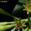 Bruguiera parviflora (Small-leafed Orange Mangrove) ヒメヒルギ<br />Canon EOS KDX (400D) + EFS60 F2.8 + SPEEDLITE 380EX